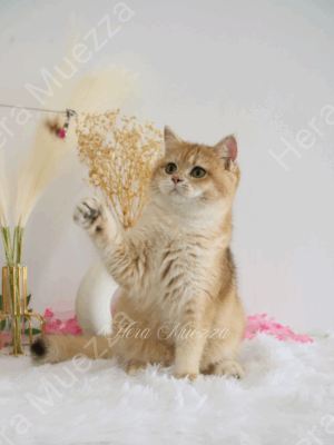 Golden British Shorthair ny12