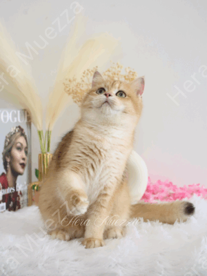 Golden British Shorthair ny12